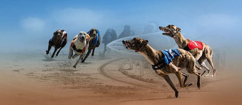 Virtual Dog Racing | What Is It? How Can You Place A Wager On It? 1 Graphics from virtual dog racing