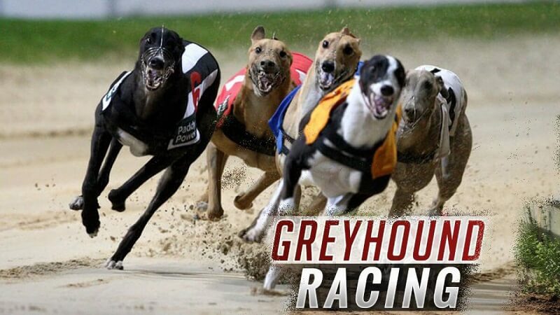 Virtual Dog Racing | What Is It? How Can You Place A Wager On It? 2 How to Bet on Virtual Dog Racing Online