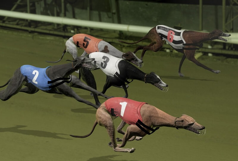Virtual Dog Racing | What Is It? How Can You Place A Wager On It? 3 Betting rules for Virtual Dog Racing