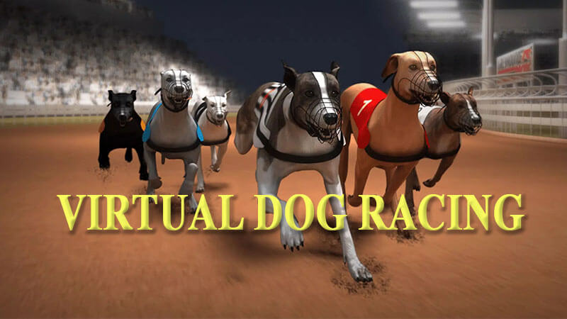 Virtual Dog Racing | How can you bet to win?